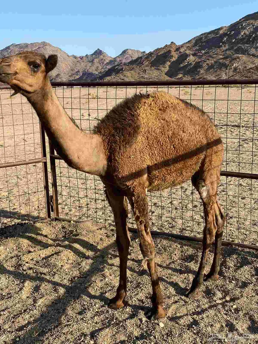قعود احمر للبيع 0