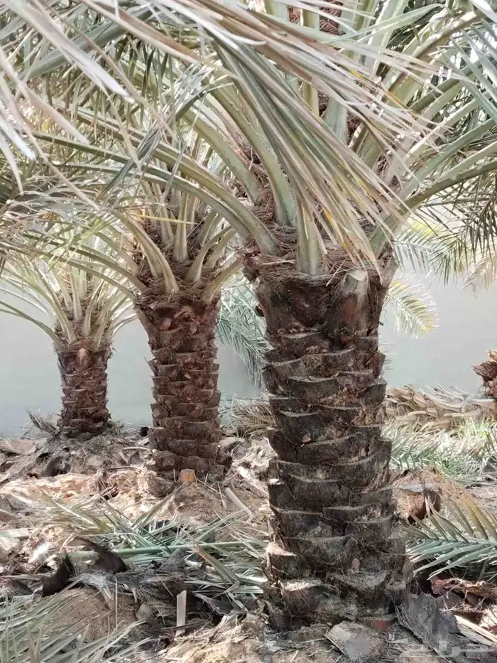 يوجد لدينا جميع انواع انخل المترين الى سته متر توصيل وزراعه 0