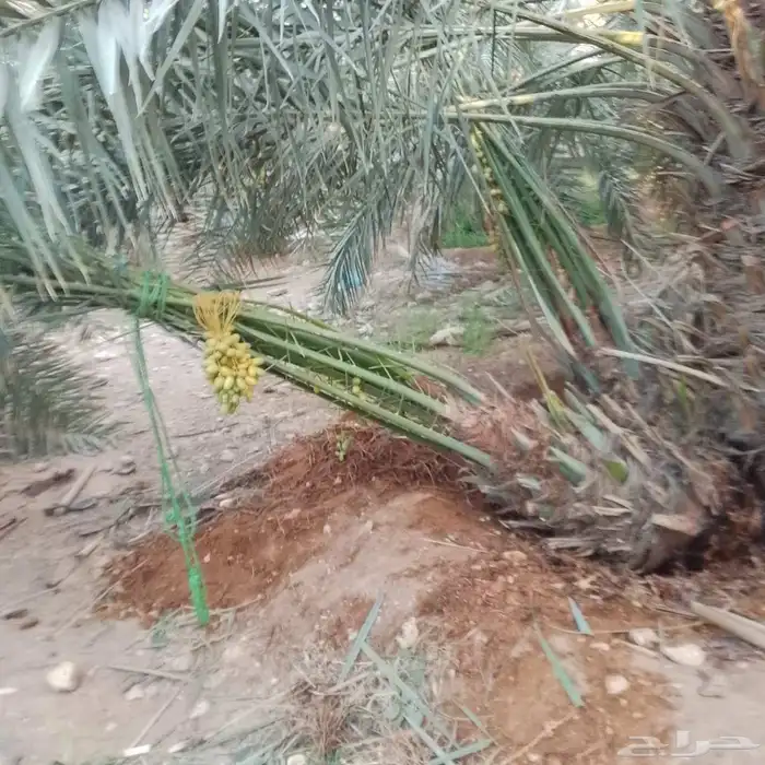 جميع انواع النخيل المثمر 6