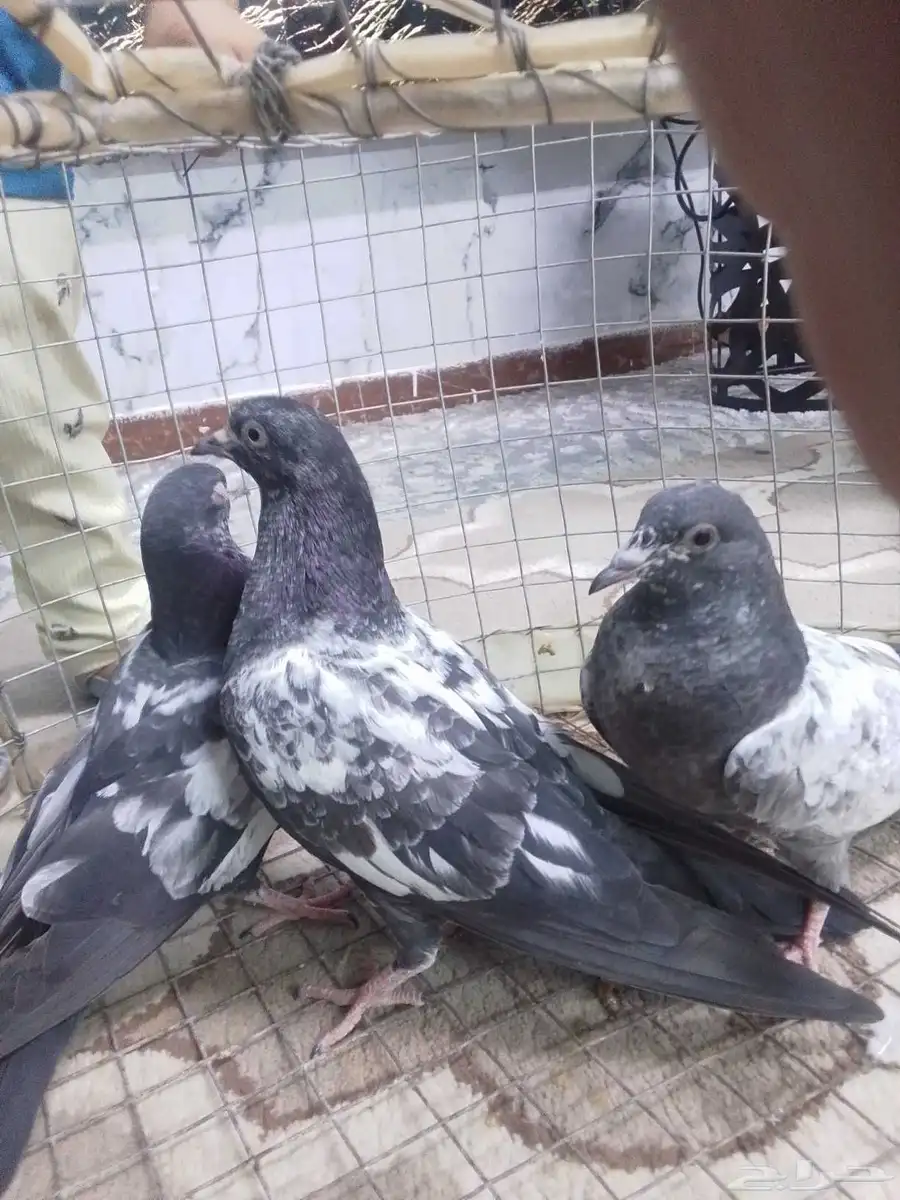 ثلاث طبات رام بوري وطبتين قطيفي 0