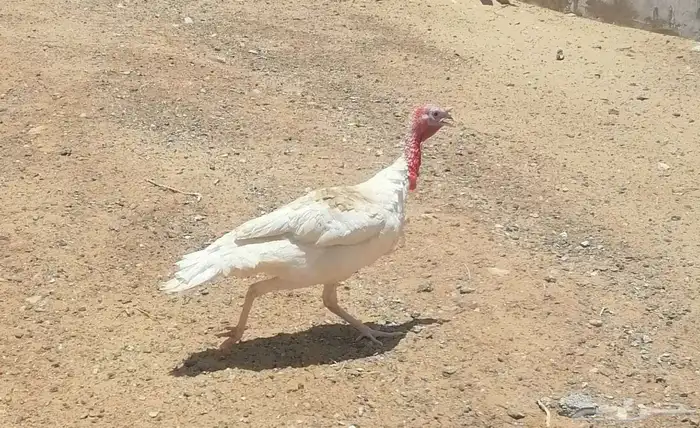 رومي 6