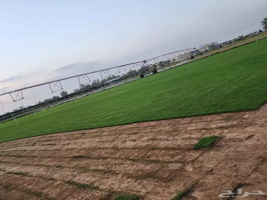 ثيل طبيعي سي 2000 3
