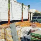 نخيل واشنطونيا ملكي 8