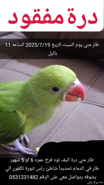 ببغاء درة مفقود في شاطئ راس تنورة 0