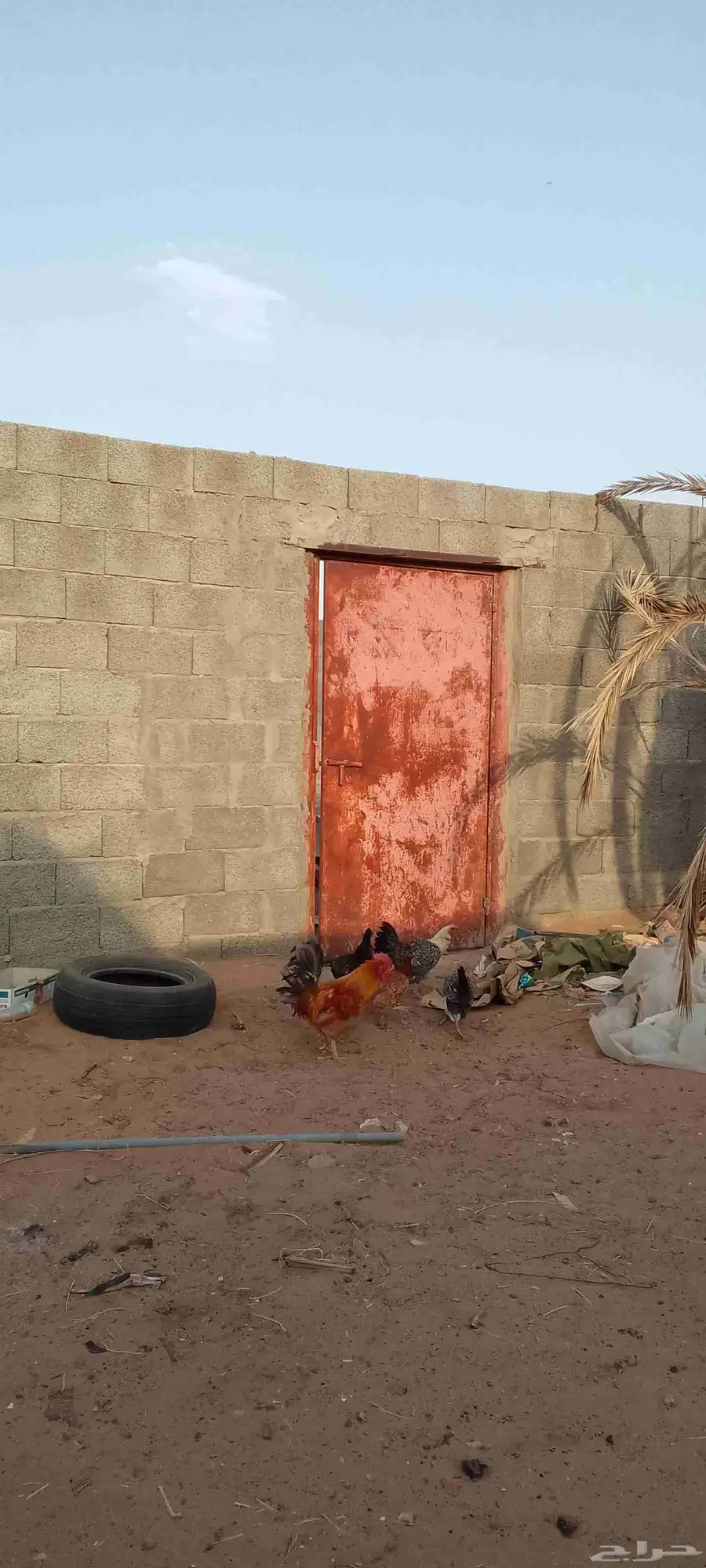 دجاج 1