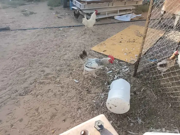 ديوك 6