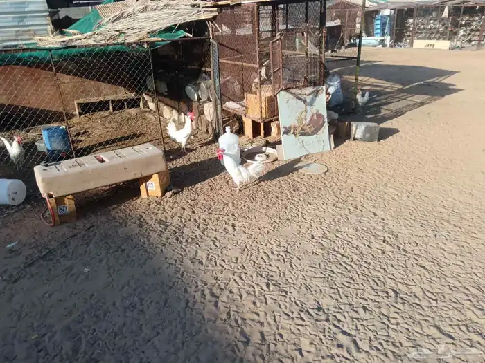ديوك 9