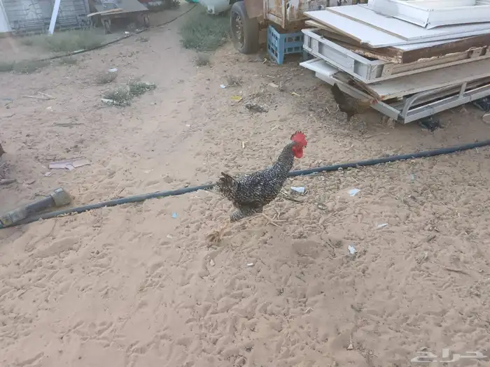 ديوك 7