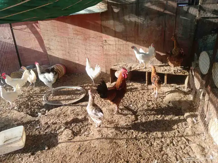 ديوك 1