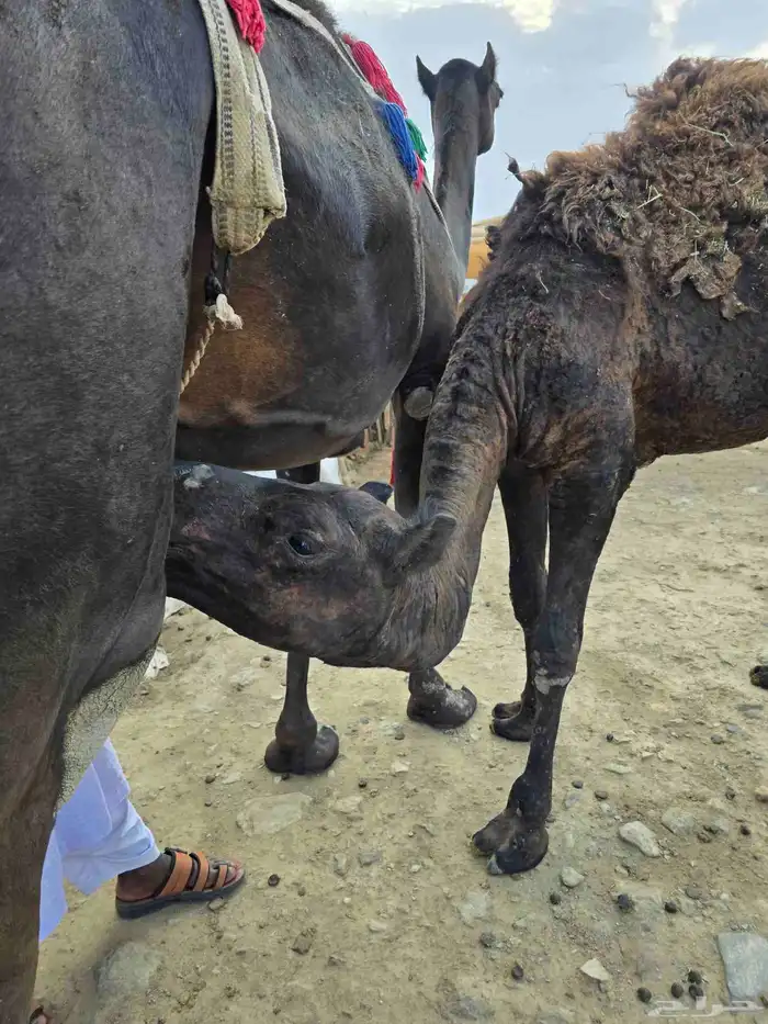 قعود مفرود للبيع 1