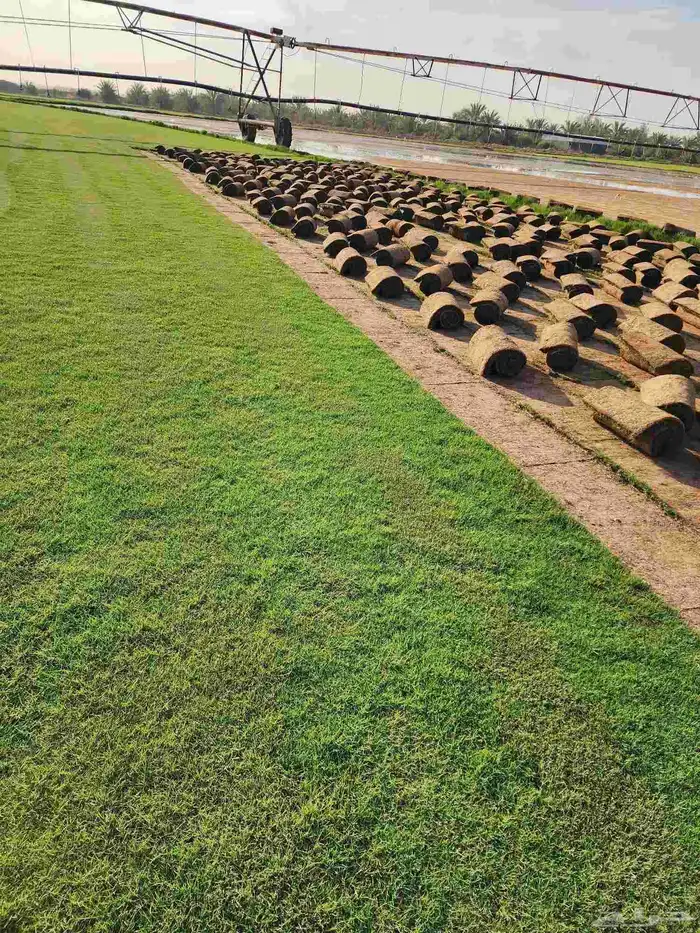 ثيل انجيله طبيعي C2000 درجة أولى 1