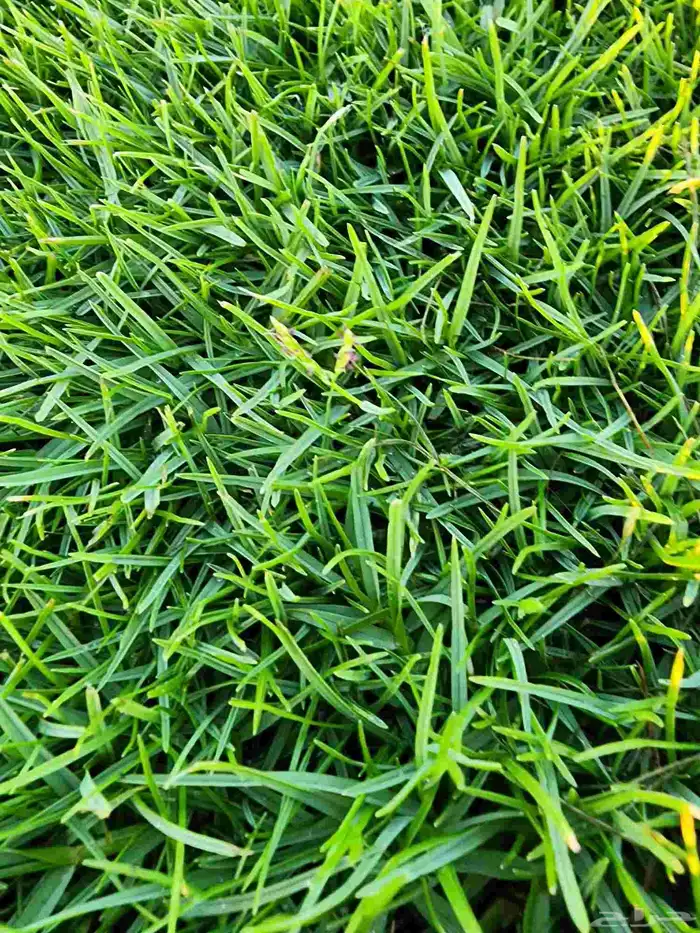 ثيل انجيله طبيعي C2000 درجة أولى 8