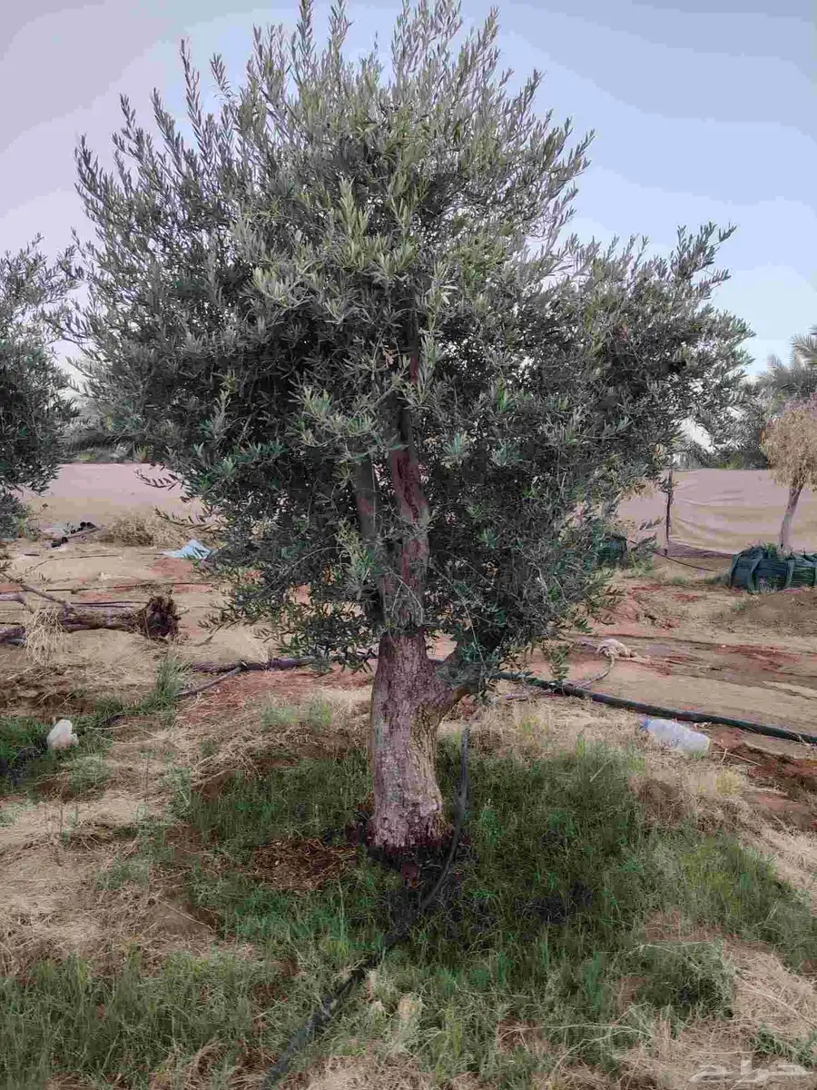 يوجد لدينا جميع انواع الأشجار الزيتون المعمر 6
