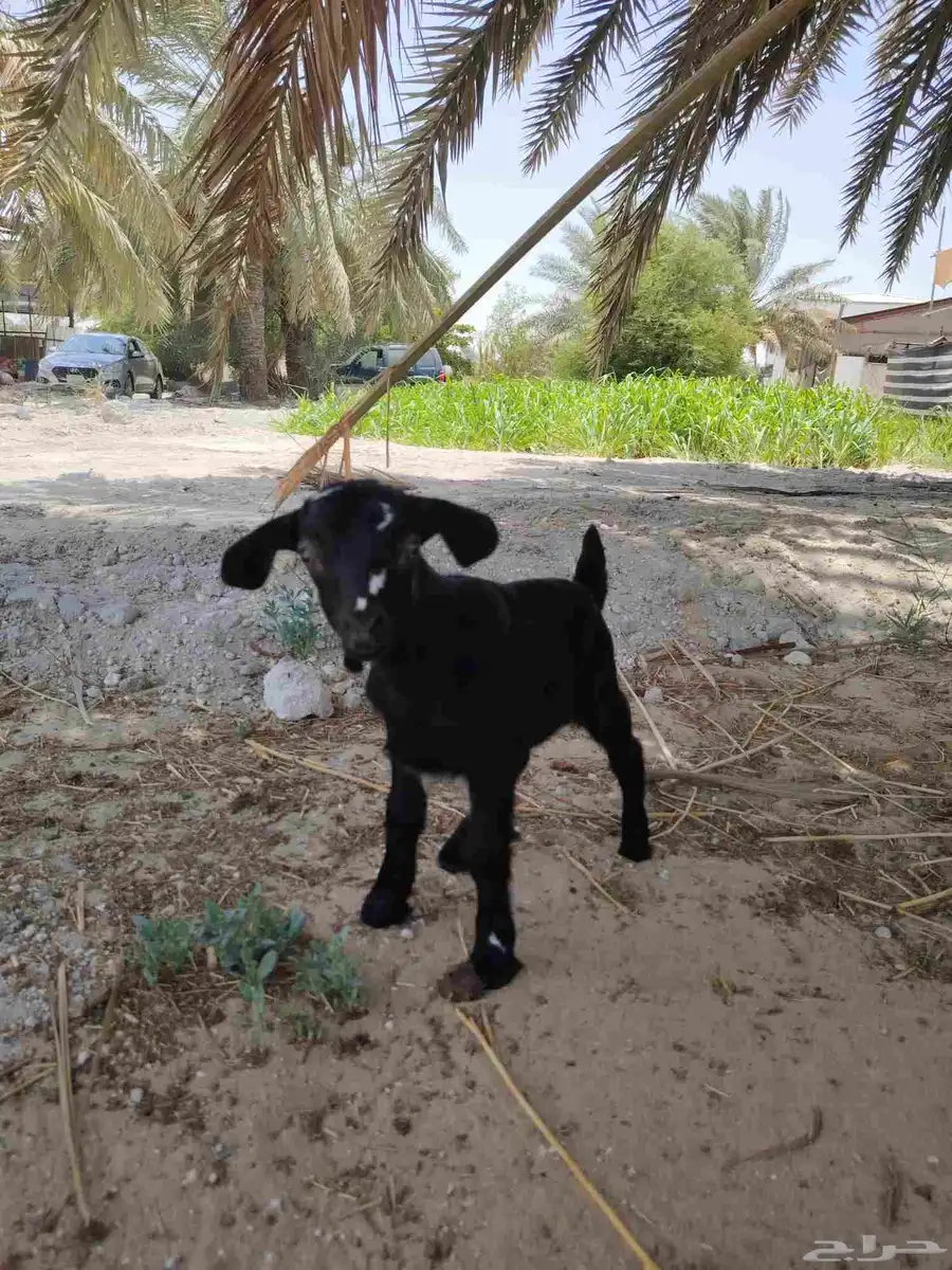 جفره داغوره 4