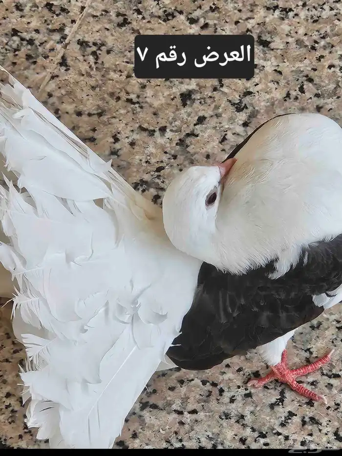 حمام منوع للبيع 30