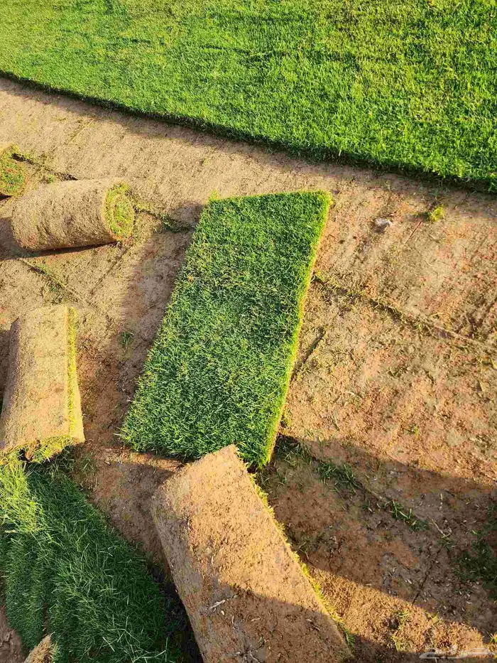 ثيل انجيله طبيعي C2000 درجة أولى 4