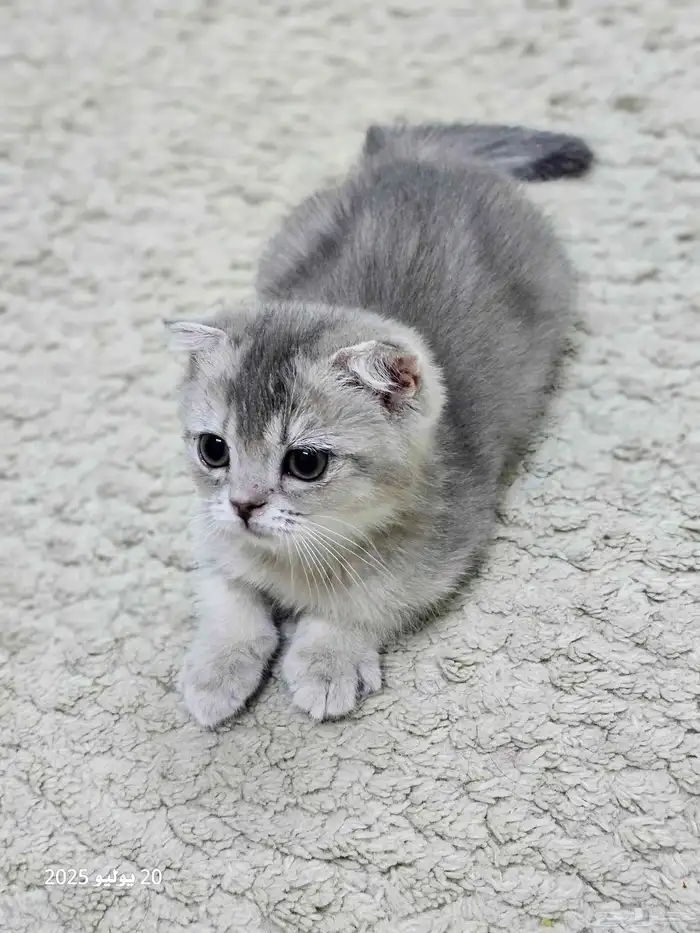 كتن سكوتش فولد ( تم البيع ) 3