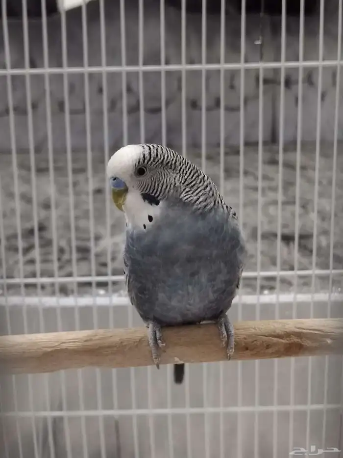 طيور الزينه منتج مرتين صحته ممتازه 0