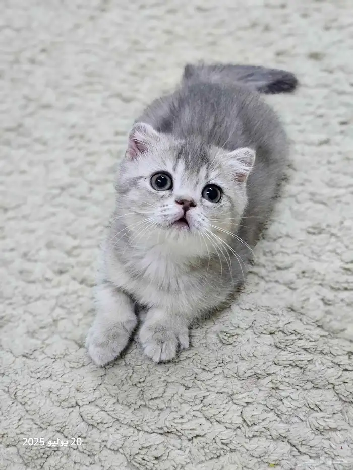 كتن سكوتش فولد ( تم البيع ) 0