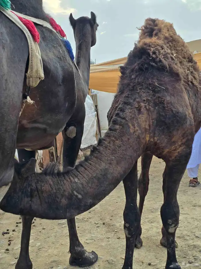 قعود مفرود للبيع 5