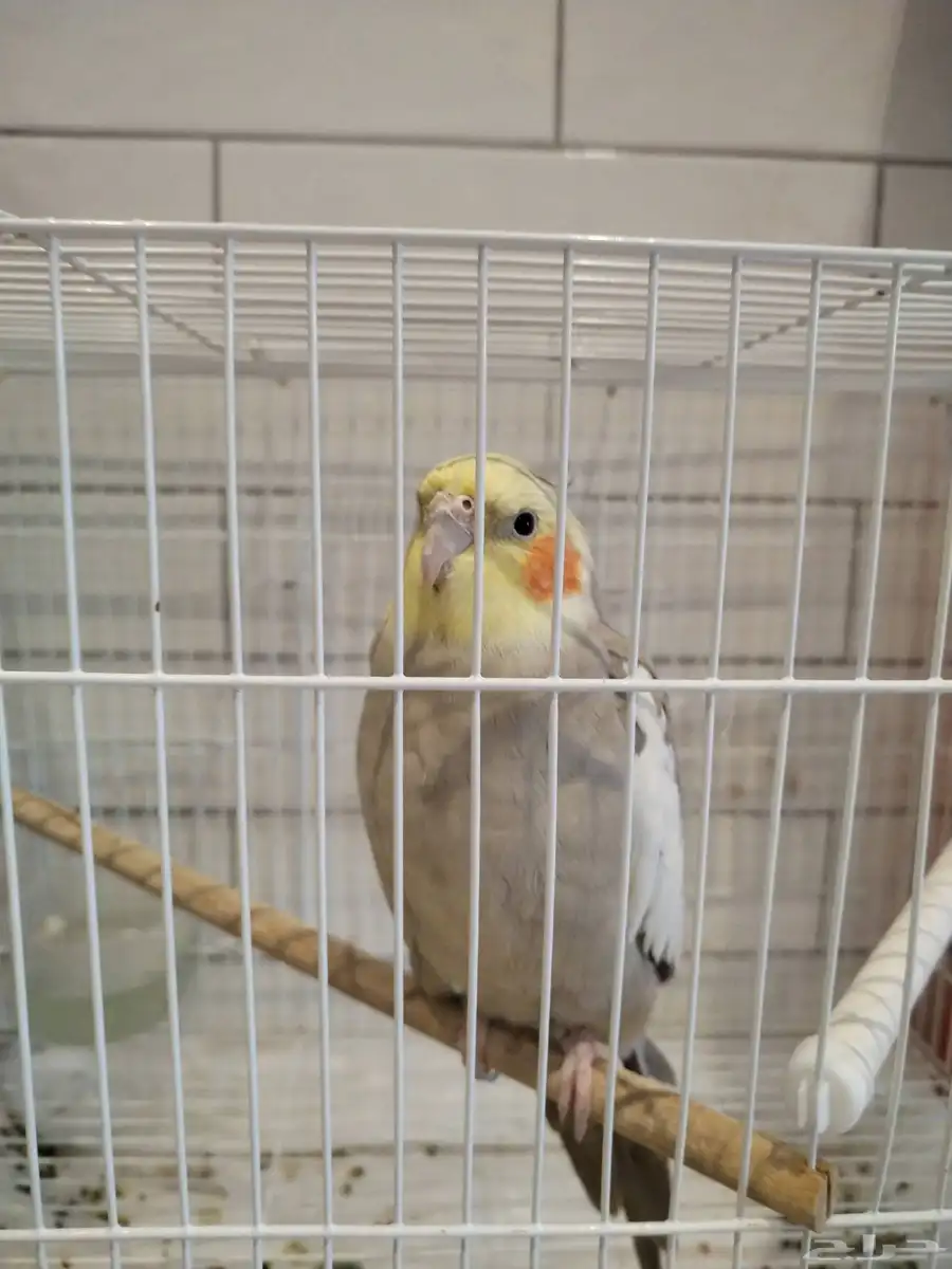 طير كروان عمره سنه يغني 0