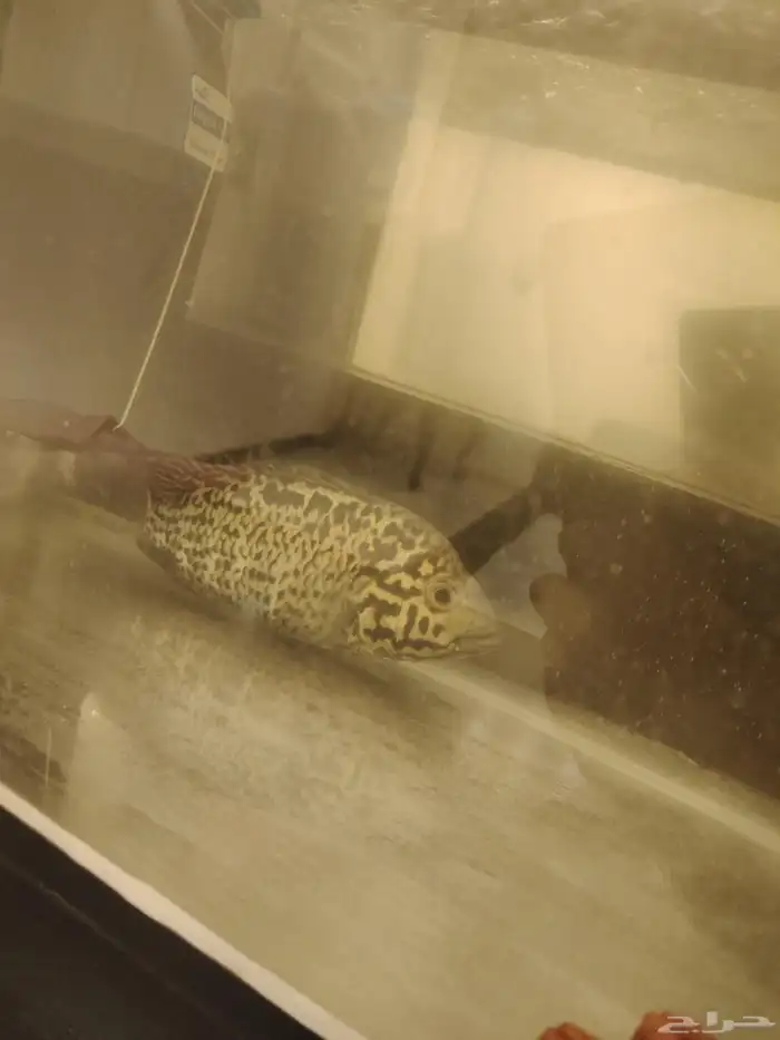 2 large America Cuban cichlids for sale 2 سمكة سيشليد كوبية 6