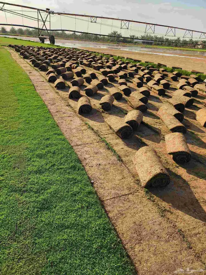 ثيل انجيله طبيعي C2000 درجة أولى 0