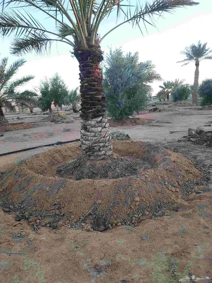لصيانه النخل تكريب تحويض قلع وغرس 4