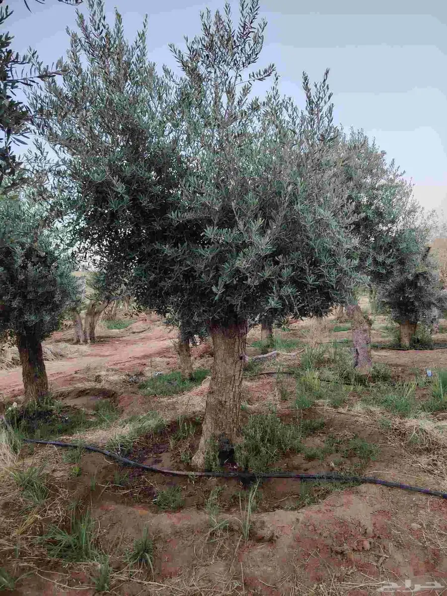 يوجد لدينا جميع انواع الأشجار الزيتون المعمر 5