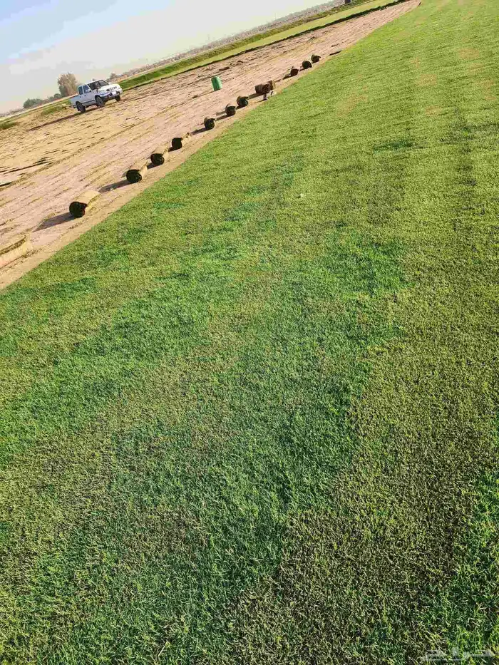 ثيل انجيله طبيعي C2000 درجة أولى 2