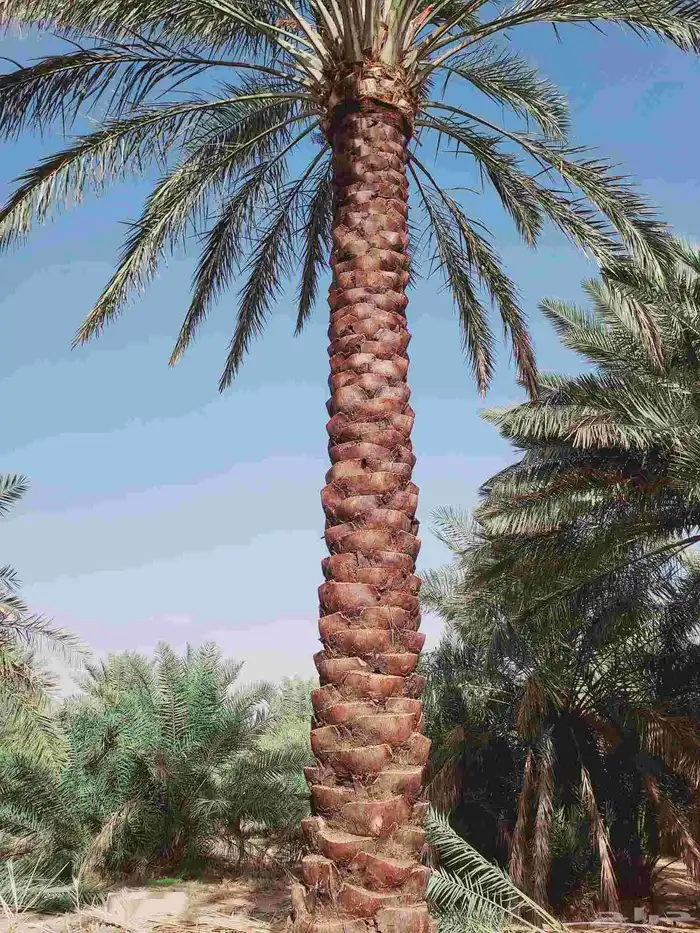 لصيانه النخل تكريب تحويض قلع وغرس 9
