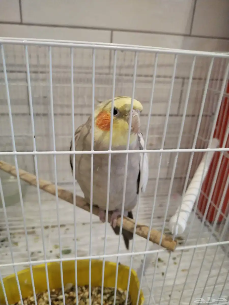 طير كروان عمره سنه يغني 1