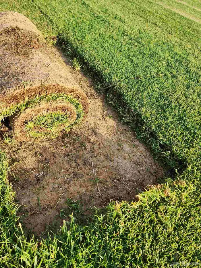 ثيل انجيله طبيعي C2000 درجة أولى 3