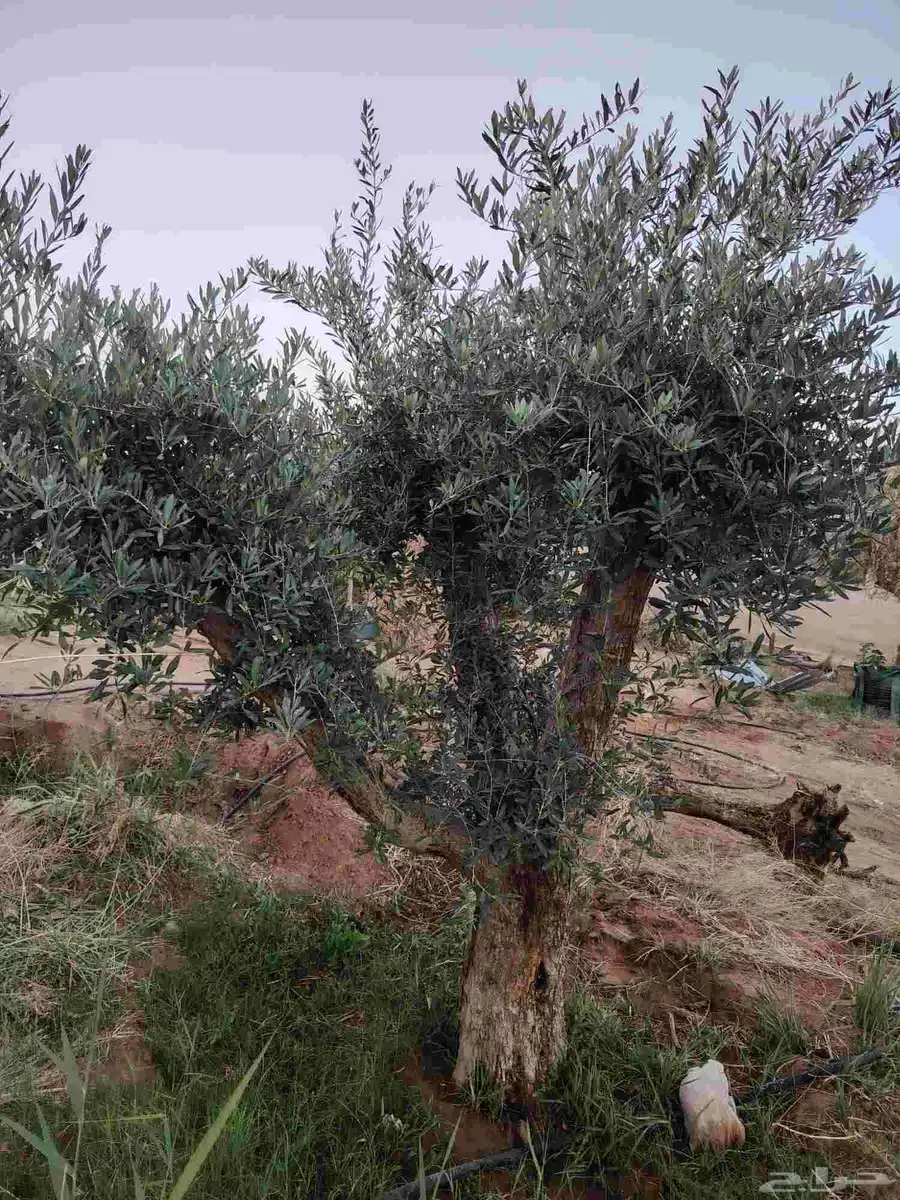 يوجد لدينا جميع انواع الأشجار الزيتون المعمر 2