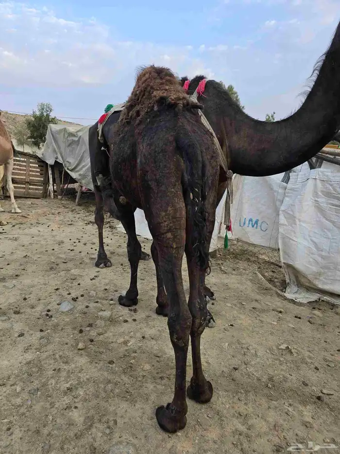 قعود مفرود للبيع 2