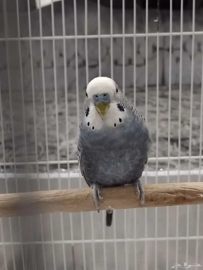 طيور الزينه منتج مرتين صحته ممتازه 1