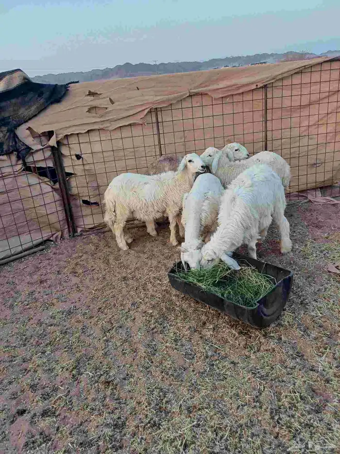 طليان للبيع 1