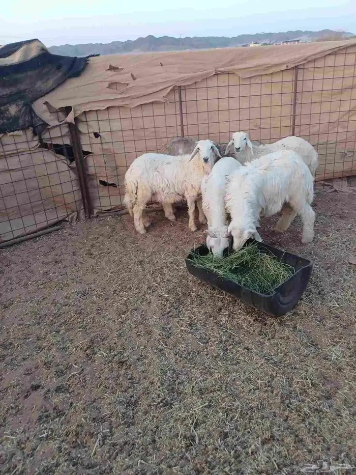 طليان للبيع 4