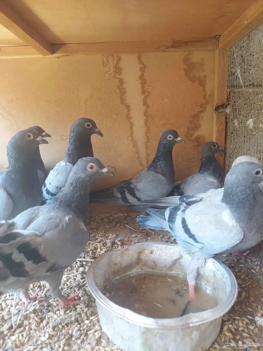 فروخ حمام البيع عاجل وسمح 5