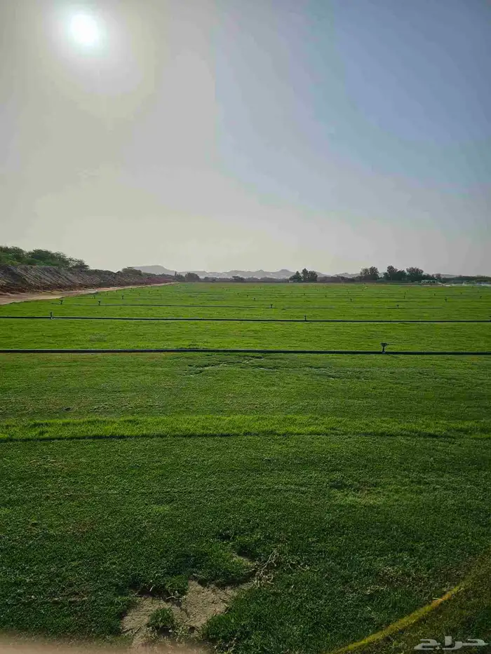 ثيل طبيعي نجيله طبيعي ثيل c2000 3