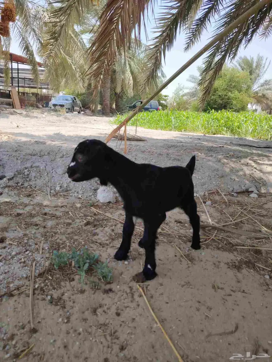 جفره داغوره 3