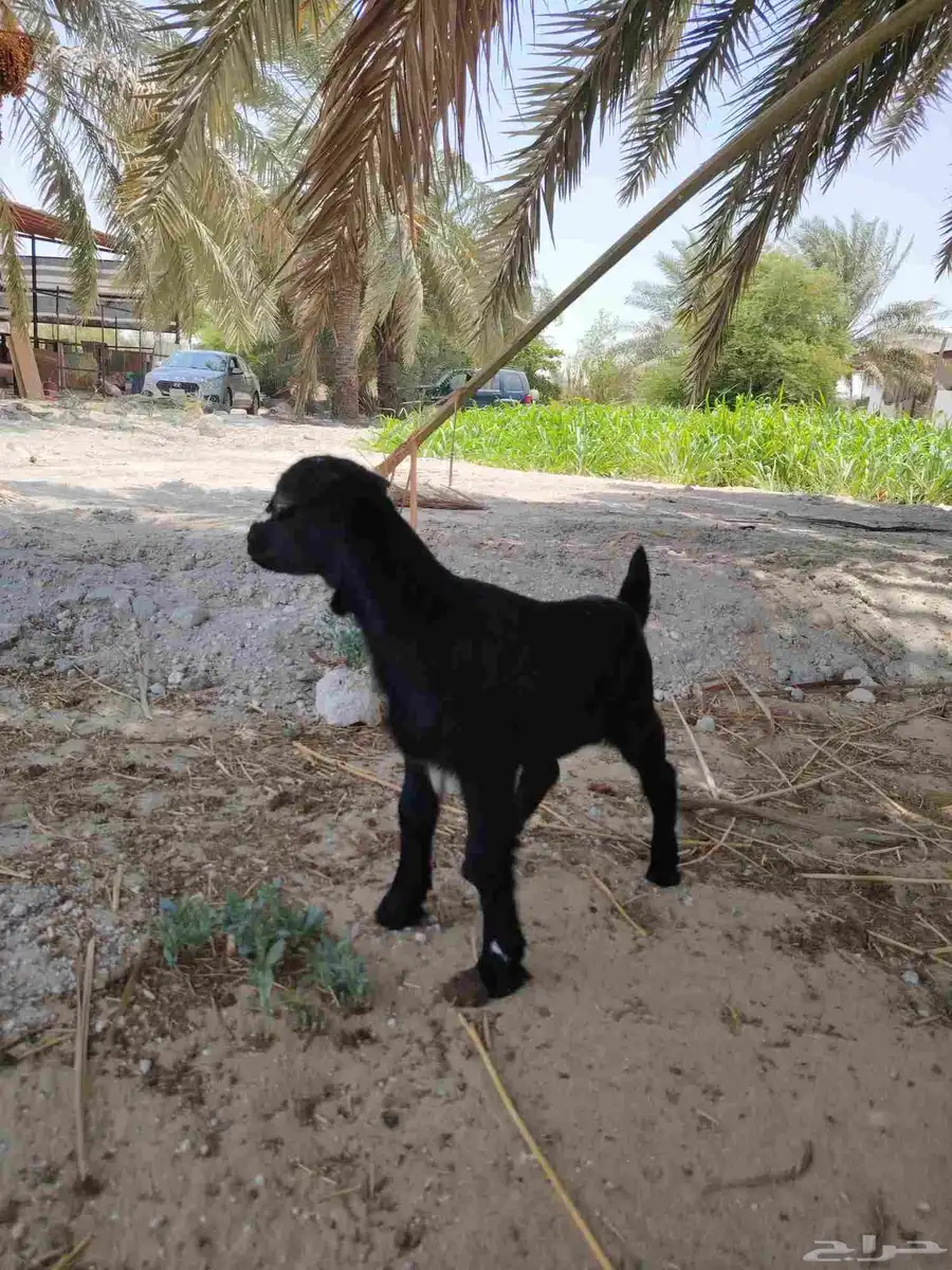 جفره داغوره 2