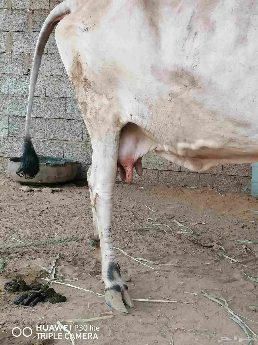 بقرة دار ومعها حسيل الصحه ممتازه والسن لفاف 3