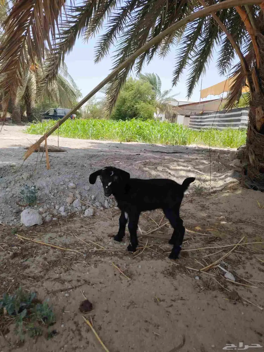 جفره داغوره 5