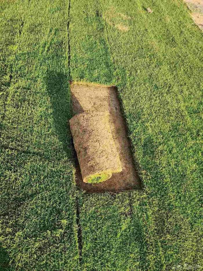 ثيل انجيله طبيعي C2000 درجة أولى 6