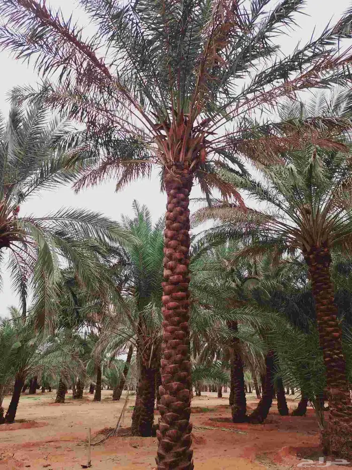 لصيانه النخل تكريب تحويض قلع وغرس 3