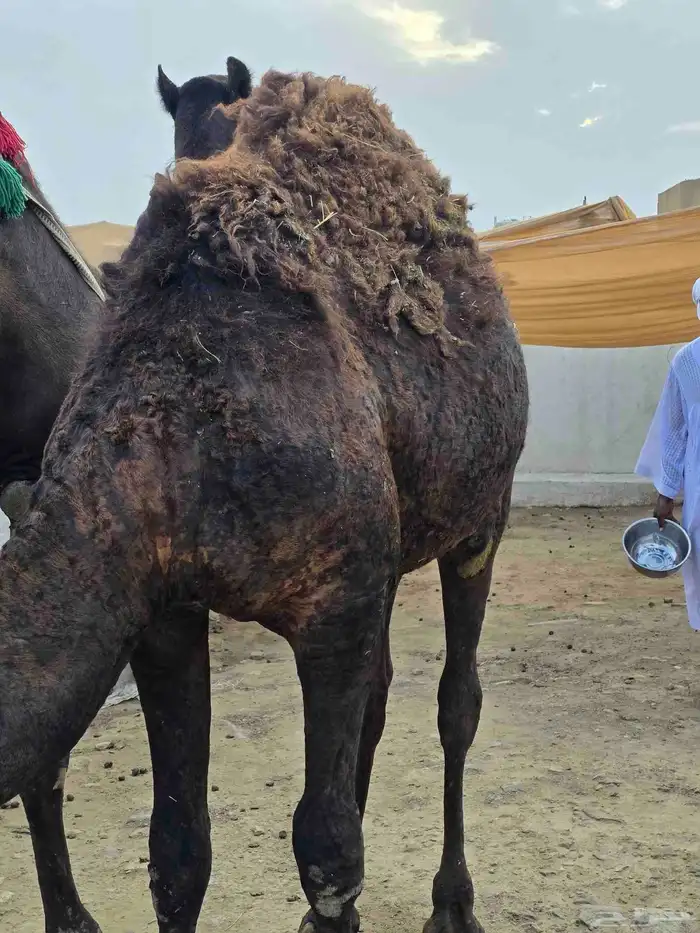 قعود مفرود للبيع 4