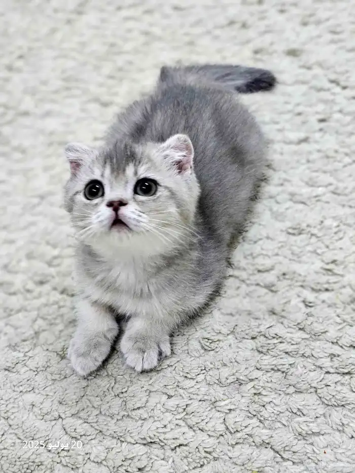 كتن سكوتش فولد ( تم البيع ) 1