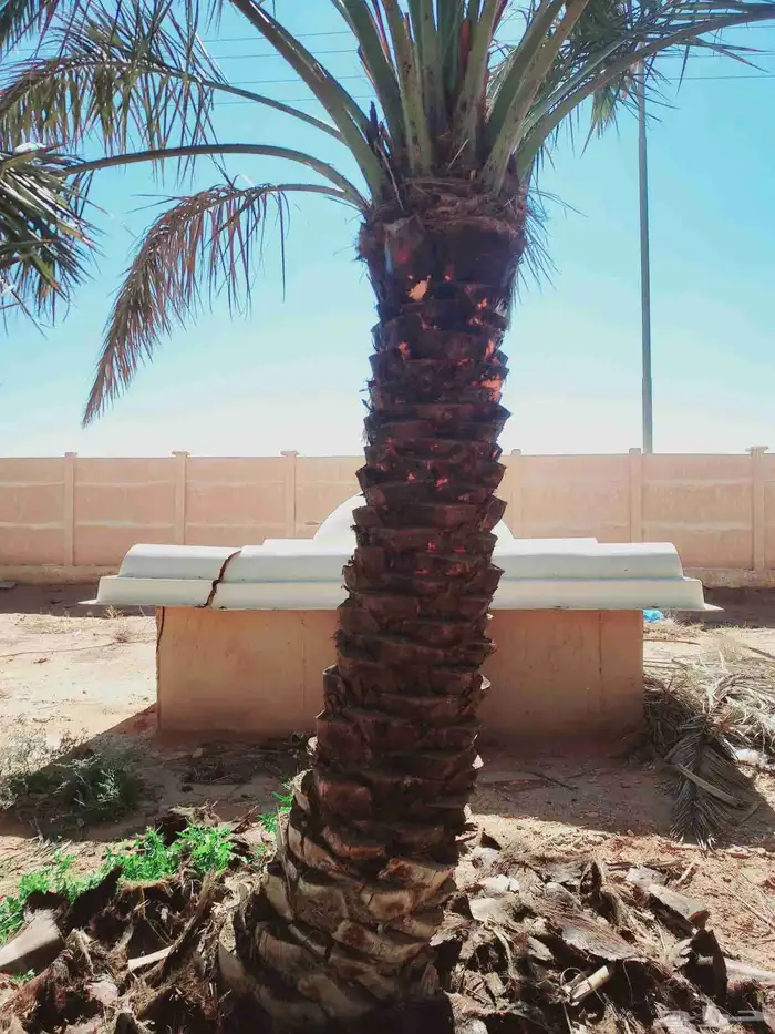 لصيانه النخل تكريب تحويض قلع وغرس 2