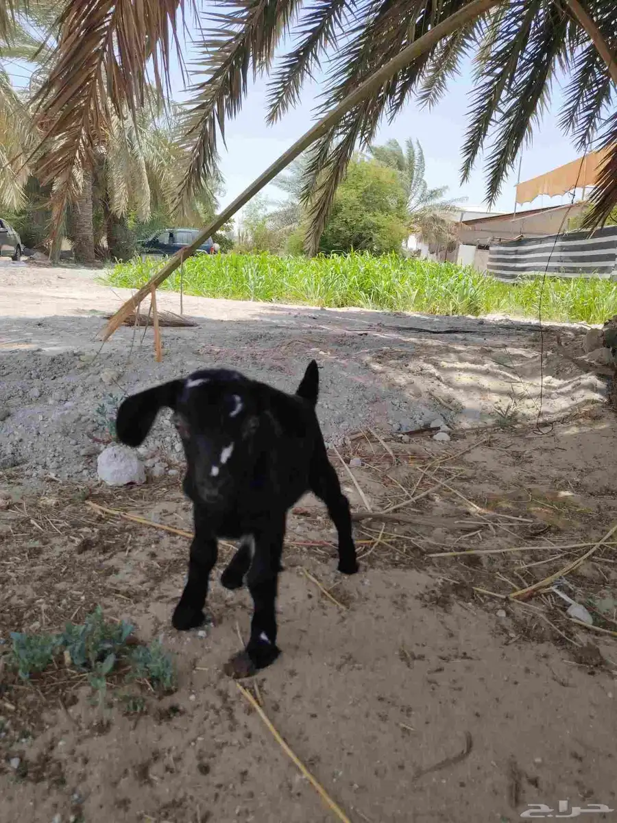 جفره داغوره 0